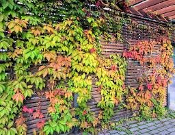 Virginia Creeper